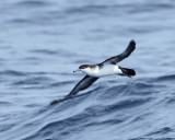 Audubons Shearwater - Puffinus lherminieri