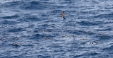 Leachs Storm-Petrel - Oceanodroma leucorhoa (and raft of Wilsons Storm-Petrel - Oceanites oceanicus)