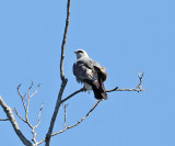 Mississippi Kite - Ictinia mississippiensis