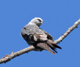 Mississippi Kite - Ictinia mississippiensis