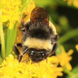 Yellow-banded Bumble Bee - Bombus terricola