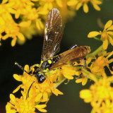 Tenthredo basilaris (male)