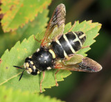 Stratiomys badia (female)