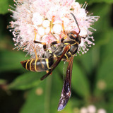 Northern Paper Wasp - Polistes fuscatus