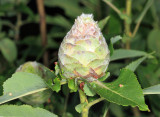 Willow Pinecone Gall - Rabdophaga strobiloides