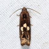 3202 - Bidens Borer - Epiblema otiosana