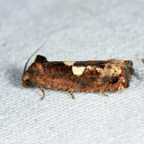 3202 - Bidens Borer - Epiblema otiosana