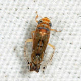 Scaphoideus camurus