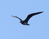 Parasitic Jaeger - Stercorarius parasiticus