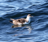 Manx Shearwater - Puffinus puffinus