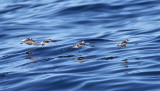 Red-necked Phalarope - Phalaropus lobatus