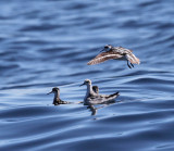 Red-necked Phalarope - Phalaropus lobatus