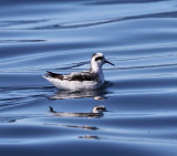 Red-necked Phalarope - Phalaropus lobatus