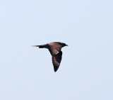 Parasitic Jaeger - Stercorarius parasiticus