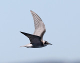 Black Tern - Chlidonias niger 