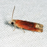 2928 - Reddish Eucosma - Eucosma raracana