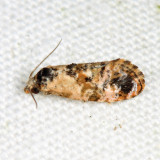 3776 Hoffman's Cochlid Moth Cochylis hoffmanana
