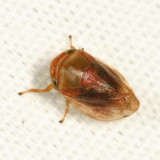  Clastoptera testacea 