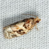 3597 - Red-banded Leafroller - Argyrotaenia velutinana