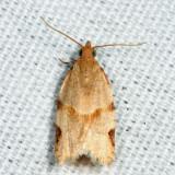 3688 - Garden Tortrix - Clepsis peritana