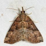  8446  Deceptive Bomolocha Moth  Hypena deceptalis