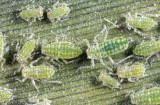 Mealy Plum Aphids - Hyalopterus pruni
