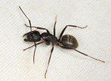 Eastern Black Carpenter Ant - Camponotus pennsylvanicus