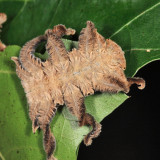 4677 - Monkey Slug - Phobetron pithecium