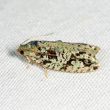 3235 - Gray-flanked Proteoteras - Proteoteras moffatiana