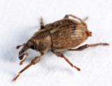 Pickerelweed Weevil - Onychylis nigrirostris