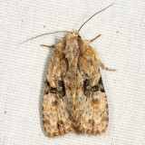  9404  Black-banded Brocade Moth  Oligia modica