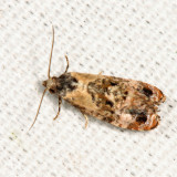  3776  Hoffmans Cochlid Moth  Cochylis hoffmanana