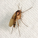 Fungus Gnat - Mycetophilidae