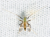 Stenochironomus hilaris