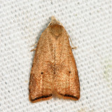 3747 - Coelostathma discopunctana