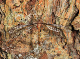 Tipula sp.