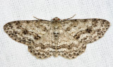 6597 - Small Engrailed - Ectropis crepuscularia