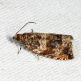 2812 - Olethreutes valdanum