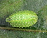 4665 - Yellow-shouldered Slug - Lithacodes fasciola