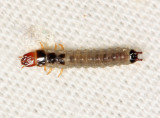 Checkered Beetle larva