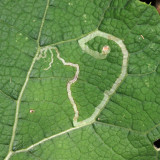 Liriomyza arctii (leaf mine)