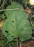 Liriomyza arctii (leaf mine)