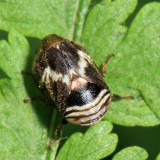 Alder Spittlebug - Clastoptera obtusa