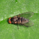 Platypeza anthrax (female)