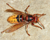 Vespid Wasps - Vespidae
