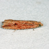 Bactra sp.