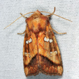 9480 - Bracken Borer Moth - Papaipema pterisii