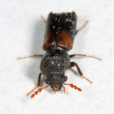 Red-shouldered Bostrichid - Xylobiops basilaris