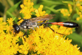 Ammophila procera