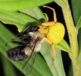 Whitebanded Crab Spider - Misumenoides formosipes